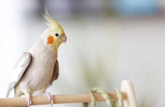 知能が高く温和な性格のオカメインコを家族の一員に | 東京でブリーダーをお探しならfamiglia